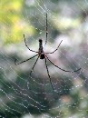 DSC_0225 Spider 2 * 1536 x 2048 * (854KB)
